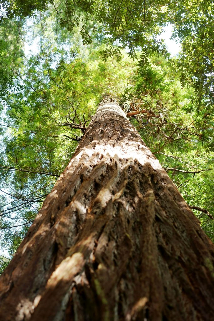 california-redwood-national-park-roadtrip-usa-tall-tree-trail