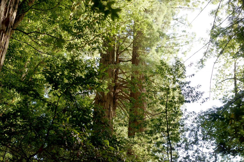 california-redwood-national-park-roadtrip-usa-tall-tree-trail